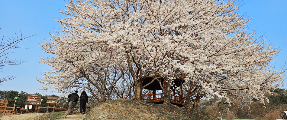 수련이 피어있는 화동못 수변공원 풍경1