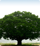 District tree