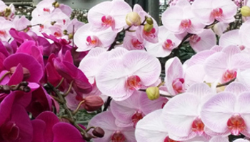 꽃분홍색과 연분홍색을 띄고 있는 농소호접란 사진