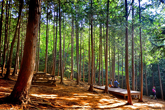 Cypress Forest Bath2