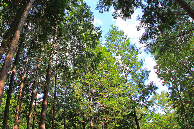 편백산림욕장 나무의 모습