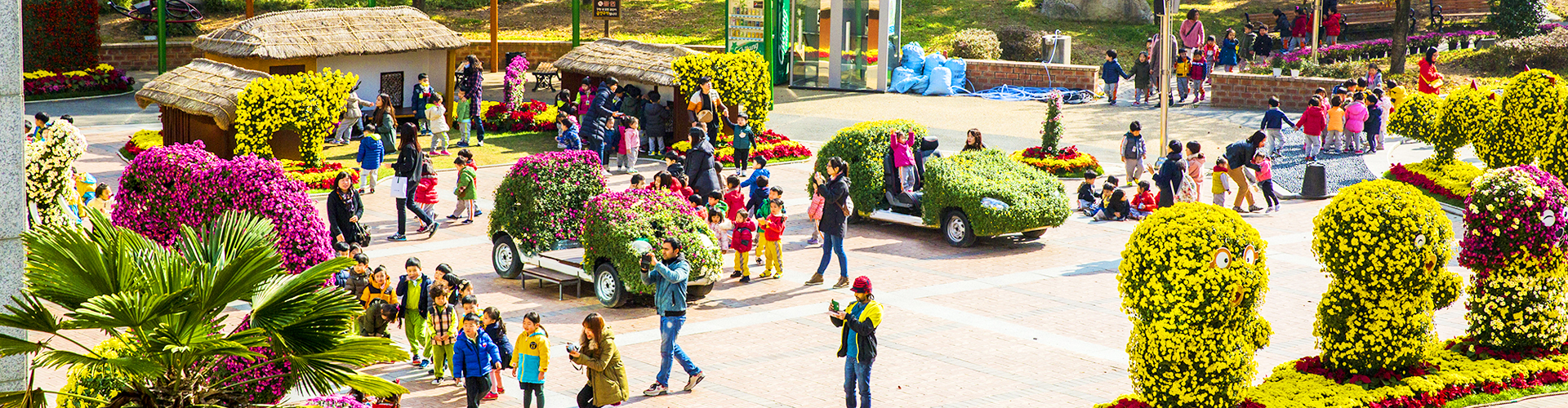 Chrysanthemum Exhibition