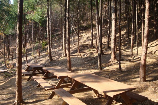 햇살 아래의 편백산림욕장의 의자의 모습