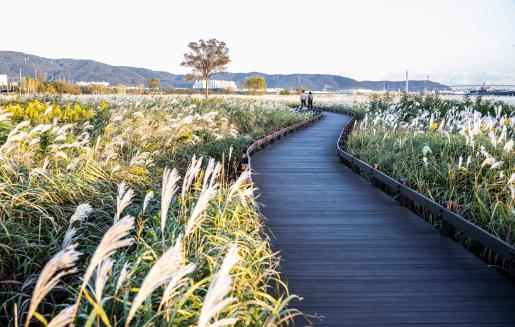 # 북구 1컷-명촌 억새밭