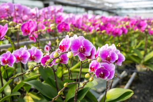 (자료이미지) 농소 호접란-(이미지)저장방법-해당 큰 이미지를 클릭하시면 자동 저장됩니다. 2026.2.20