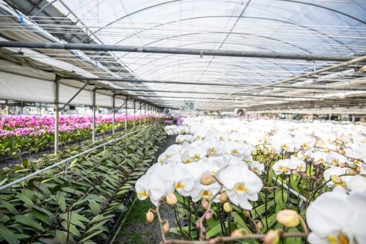 (자료이미지) 농소 호접란-(이미지)저장방법-해당 큰 이미지를 클릭하시면 자동 저장됩니다. 2026.2.20