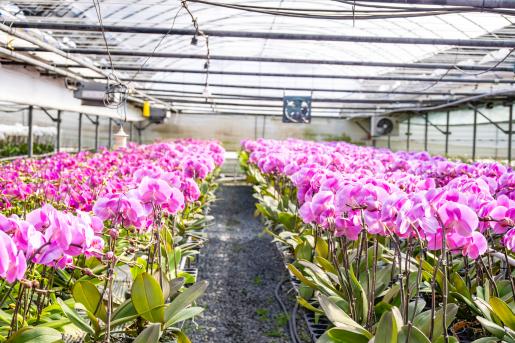 (자료이미지) 농소 호접란-(이미지)저장방법-해당 큰 이미지를 클릭하시면 자동 저장됩니다. 2026.2.20