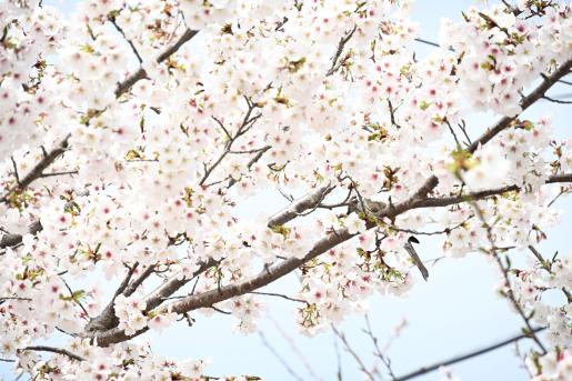 #북구 1컷 - 상안마을 벚꽃