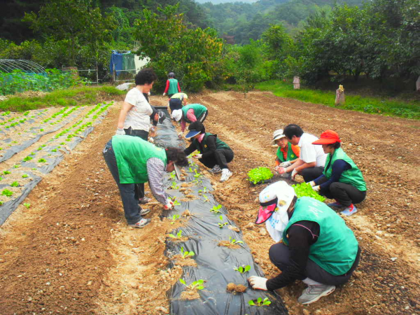 양정동 2009년 사랑의 배추심기행사