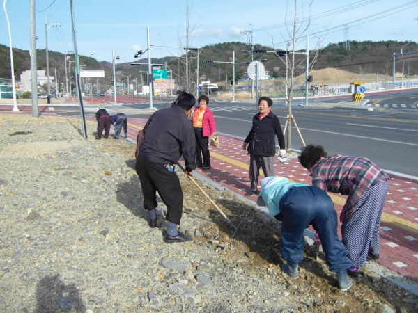 4통 상연암마을 코스모스 꽃길 조성