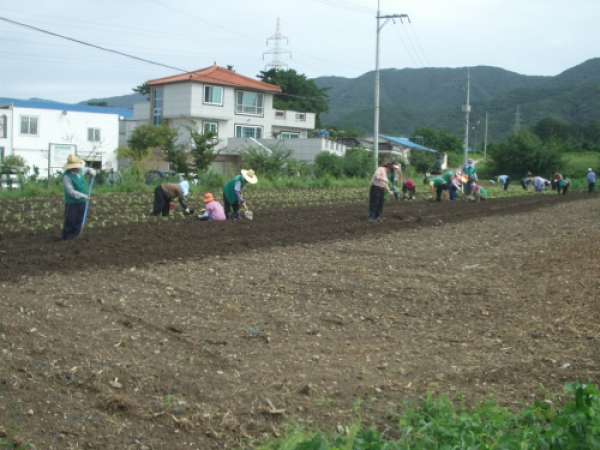 농소1동 새마을 협의회, 부녀회 가을배추심기 행사