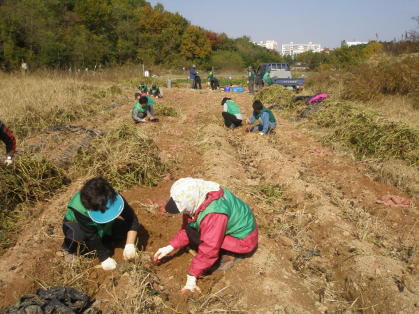 농소3동 새마을부녀회(협의회)‘사랑 나눔 고구마 캐기’행사 실시