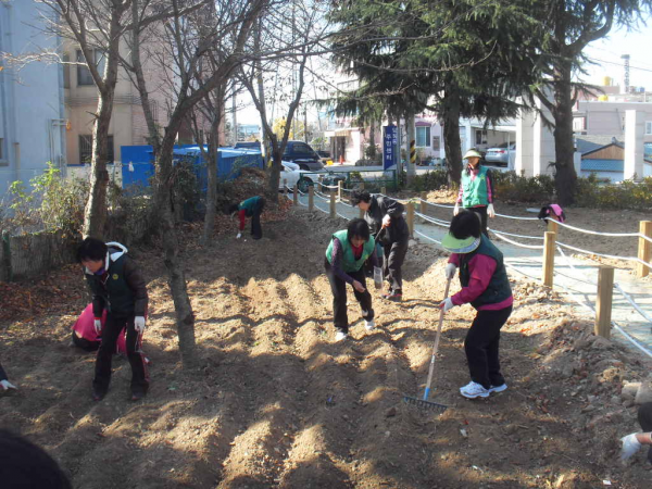 새마을부녀회 보리 및 조선밀 파종