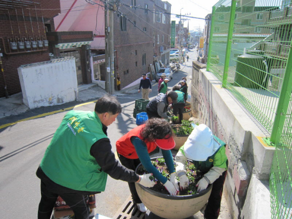 「클린염포화분」 봄초화류 식재