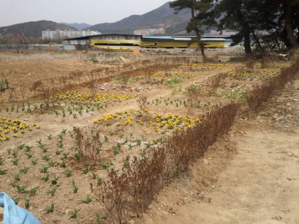 농소2동 나무묘목 식재