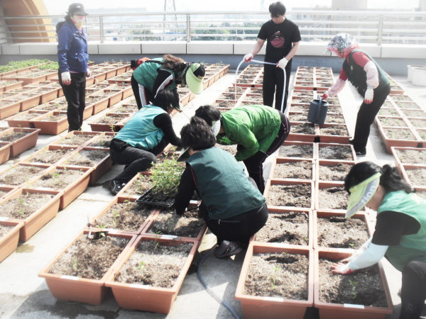 옥상 텃밭 고추모종 심기(그린마을추진위원회)
