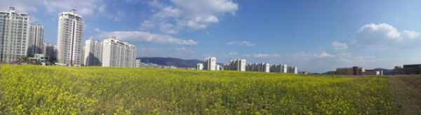 달천철장 유채꽃 구경오세요~