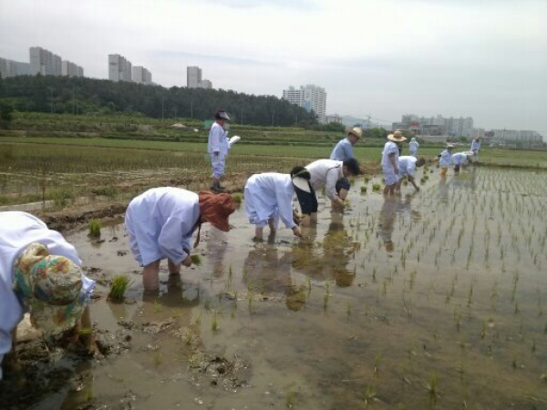 (농소2동) 냉천마을 전통 모심기 시연회 실시