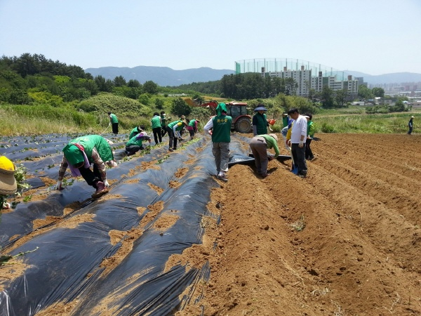 새마을협의회 부녀회 고구마심기 행사