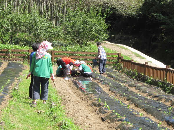 양정동새마을부녀회 오치골텃밭 농작물 심기