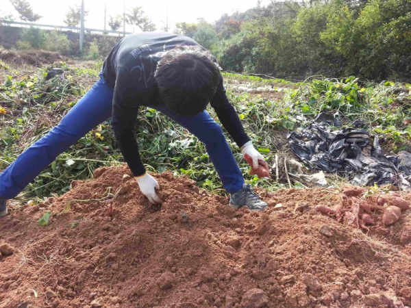 (농소2동) 사랑의 고구마 캐기