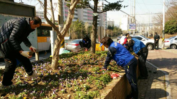 봄 초화류 식재(바르게살기위원회)