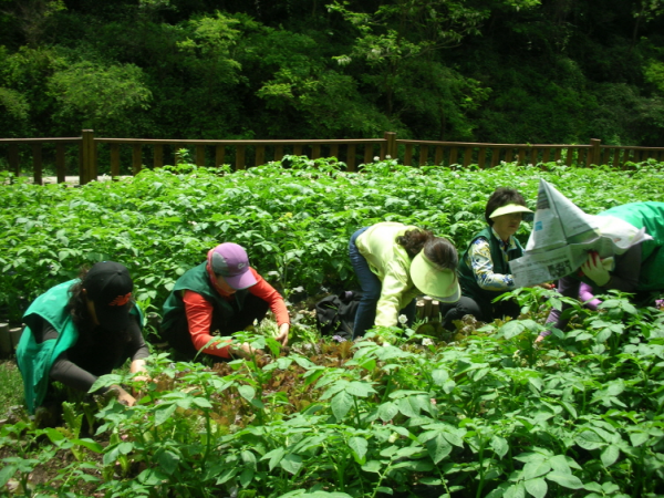 새마을 텃밭 배추 모종심기