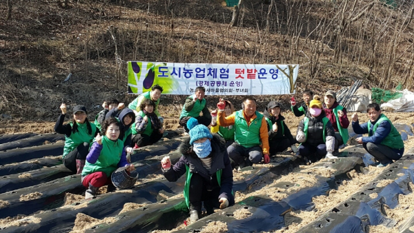 새마을회 사랑의 감자심기