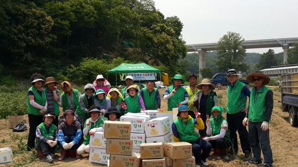 새마을협의회·부녀회 사랑의 감자 캐기