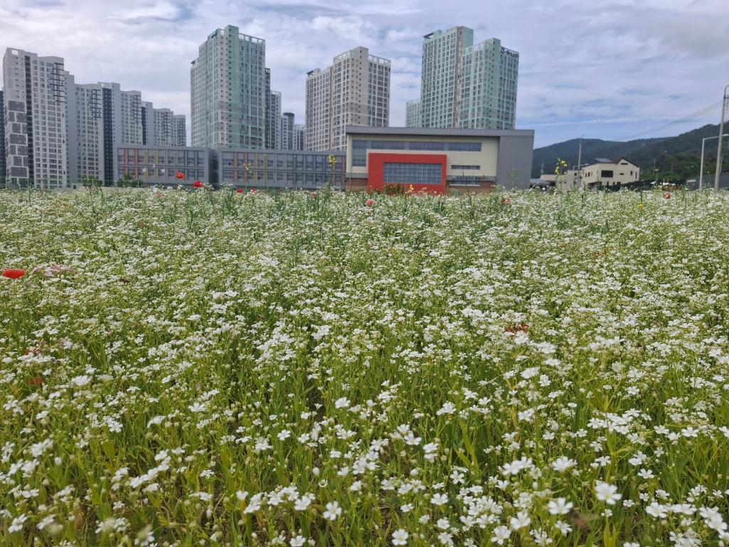 호계·매곡지구 꽃단지[호계동 1009-2번지]