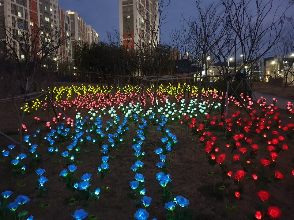 박상진의사 생가 앞 LED장미 꽃단지 조성