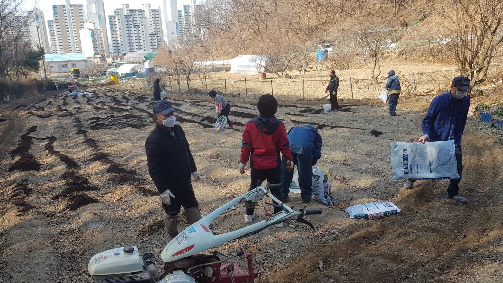 (3.2.) 주민자치회, 사랑나눔농장 감자심기 사전작업