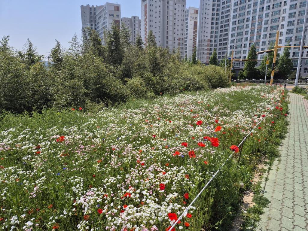 호계문화체육센터 꽃단지[호계동 959-11번지]