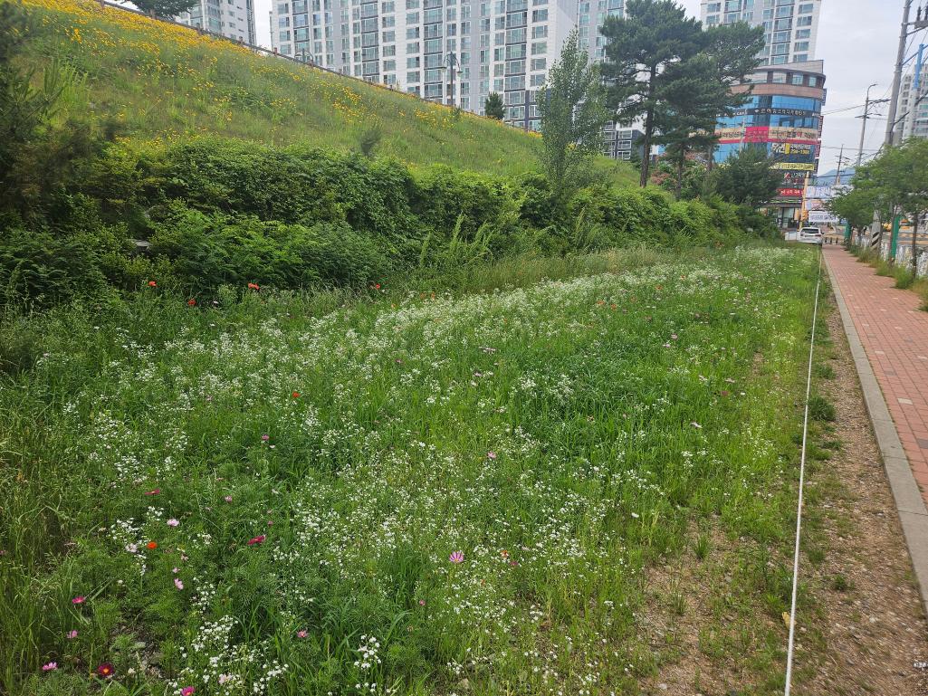 달천철장 꽃단지[천곡동 513-4번지]