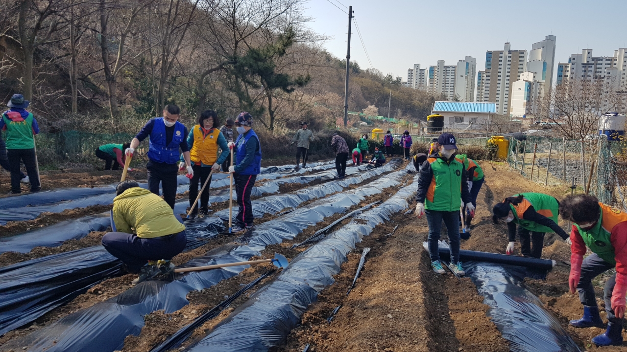 사랑나눔농장 감자 파종 행사
