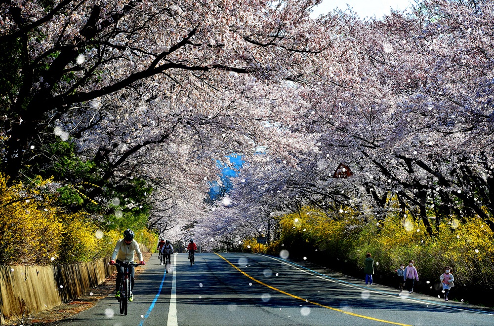 (울산 북구 12경) 무룡로 벚꽃길