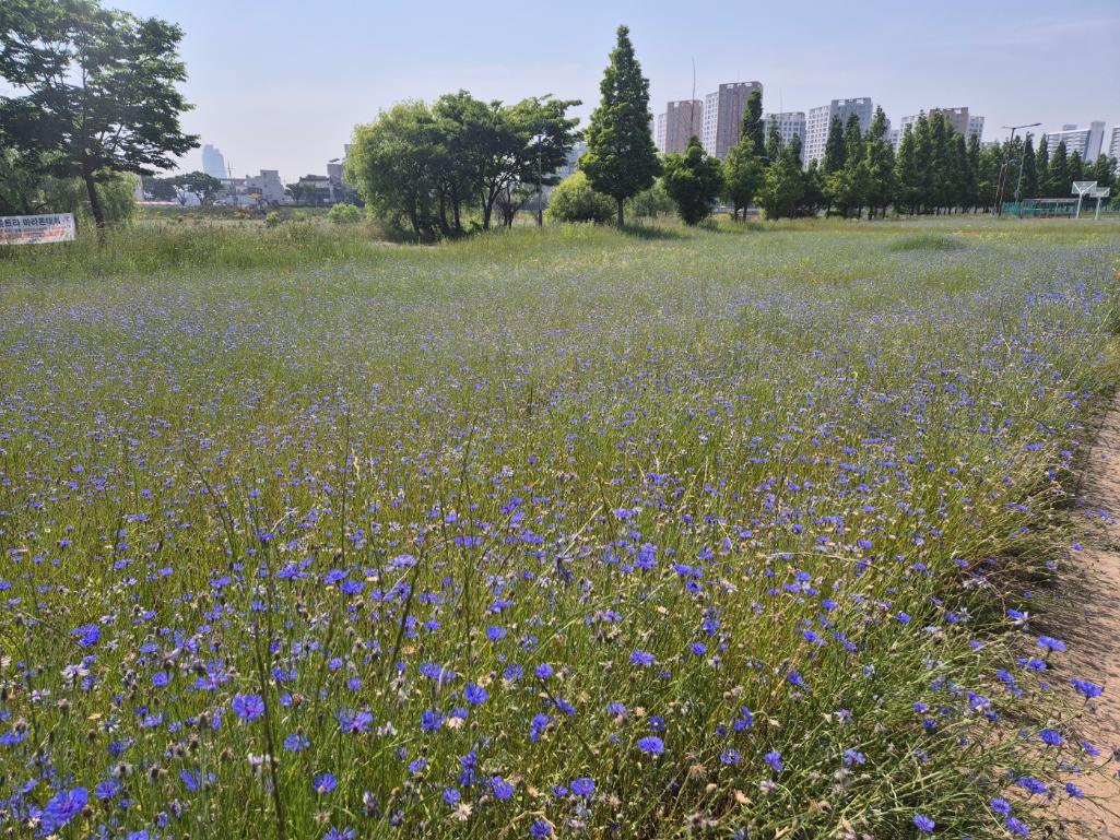 동천강 둔치 꽃단지[명촌동 720번지]